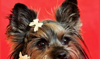Are you puzzled by your dog’s behavior? Are you wondering if he is trying to tell you something? Well, it’s your lucky day. Keep on reading to find 10 signs that your dog wants to tell you something important.