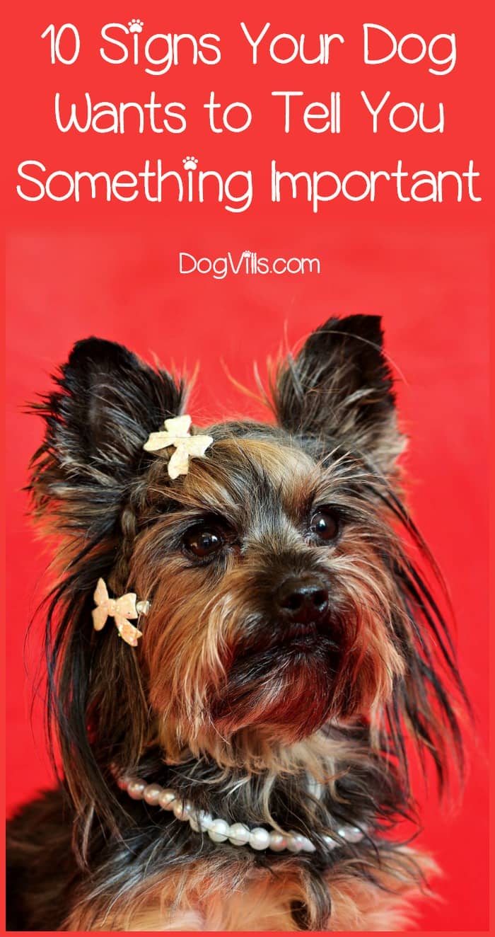 What Your Puppy Is Trying To Tell You