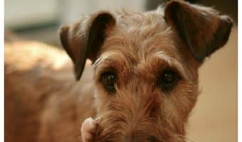 Are you wondering how to teach your dog to drop something? Perhaps your favorite shoe? Then, you’ve come to the right place to seek answers. I’m going to show you step-by-step how to train your dog to respond to the "drop it" command!