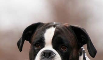CHF in dogs might be a scary sounding diagnosis, but it's not a death sentence. Learn more about what causes heart failure in dogs, how it's treated, and what prognosis you can expect for your pup.