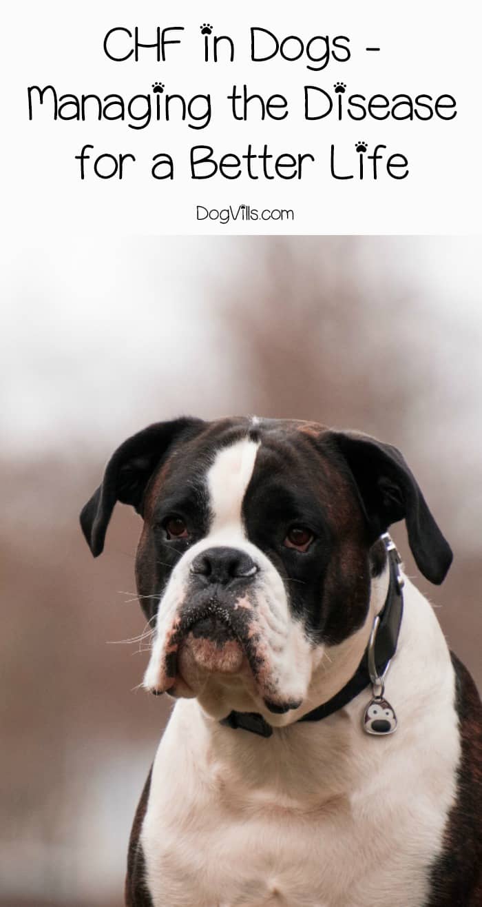 Good Dog Food For Dogs That Have Chf Good Dog Food For Dogs That Have Chf