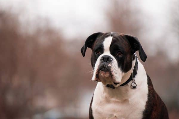 If you're looking for beautiful spiritual dog names for both make and female pups, you'll love our top 20 favorites! Check them out!
