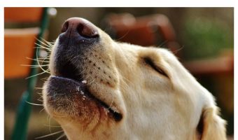 As much as I love the sound of my dog singing, there are definitely times when others aren't in the mood to hear him serenade the world! So how do I stop my dog from howling? Check out these tips! 