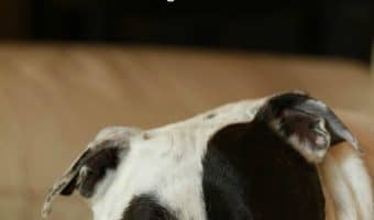 What is the Staffordshire Bull Terrier’s lifespan? What's life like with a Staffie? Read on for the history, health issues and care of the SBT. We’ll also give you some key insights into the Bull Terrier temperament and some must-know facts about keeping this breed happy and healthy.
