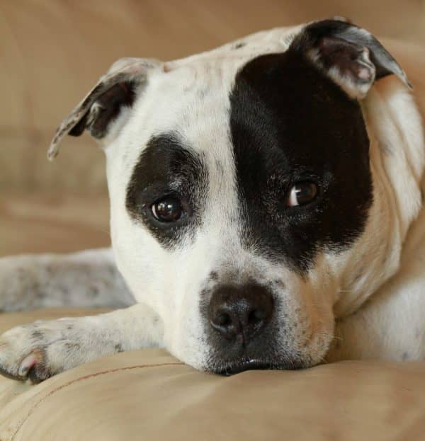 What is the Staffordshire Bull Terrier’s lifespan? What's life like with a Staffie? Find out all about this sweet pup’s health and temperament!
