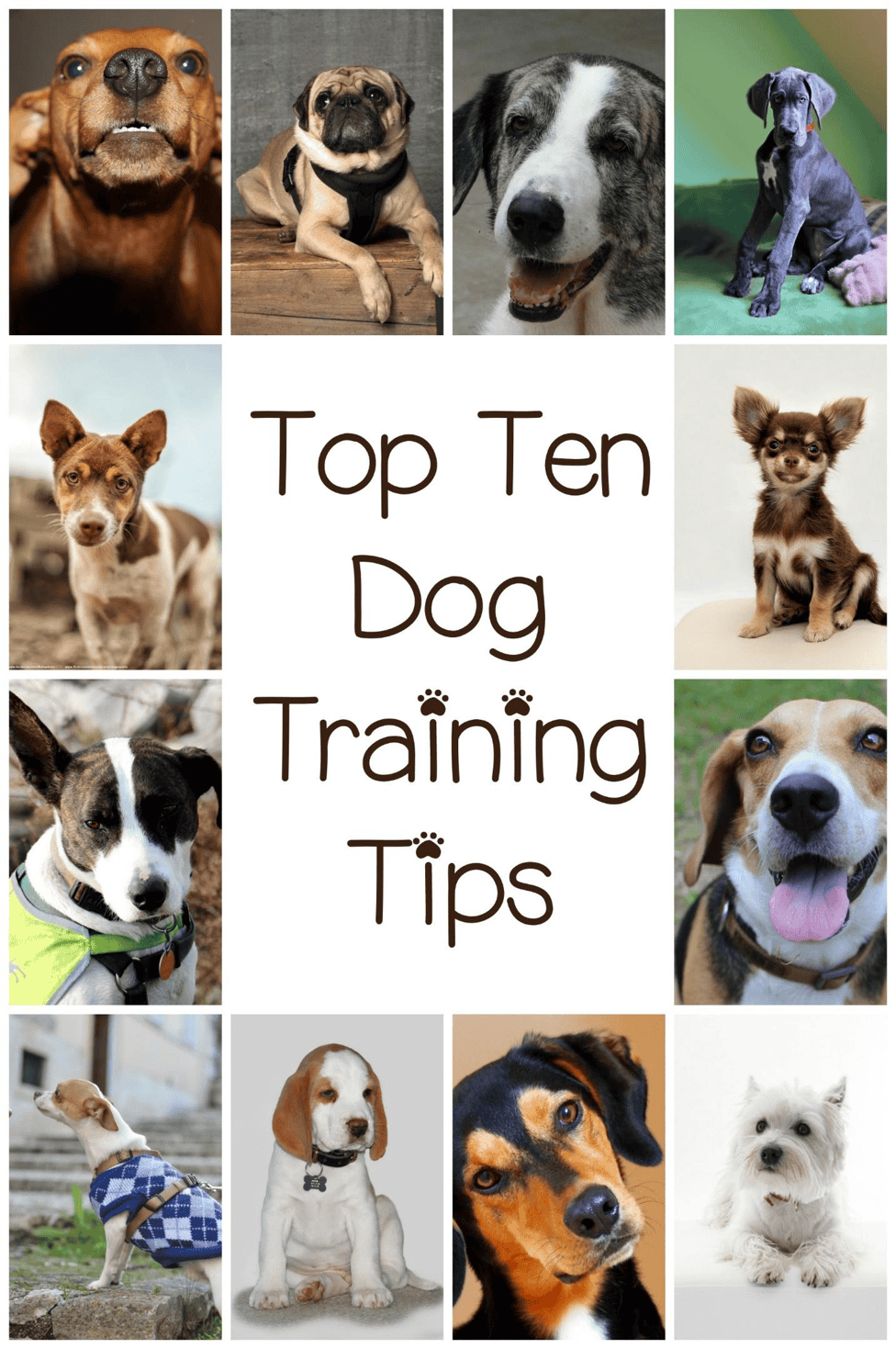 To Dogvills DogVills