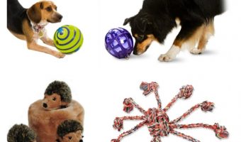 Looking for the best toys for low energy dogs? We're sharing some of our favorite interactive dog toys that will motivate your couch potato to get a bit more active!