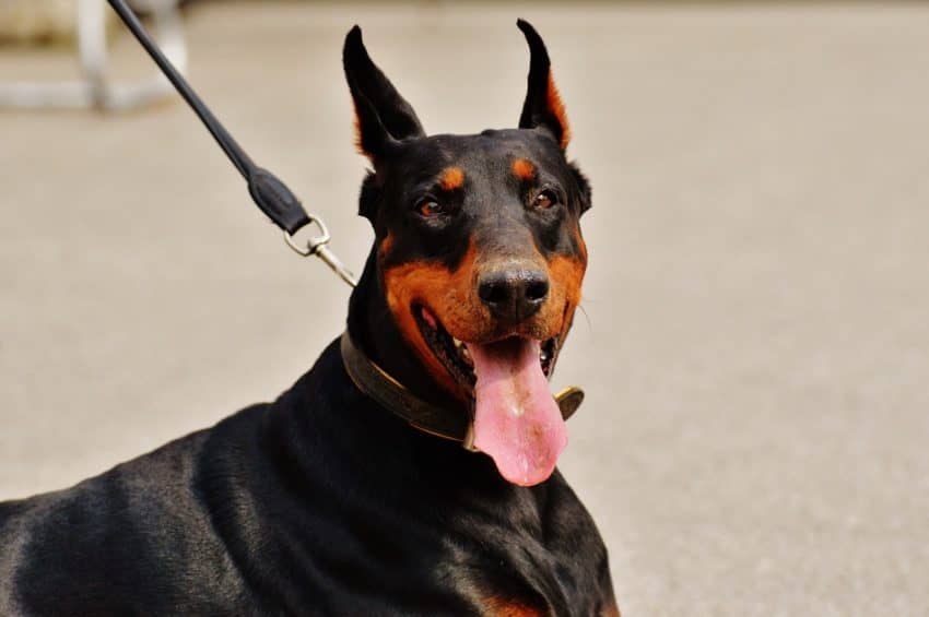 What is your dog's poop telling you? Turns out quite a bit! Learn how to use #2 to look out for your #1 best friend!