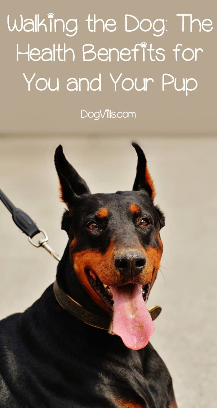 Walking the Dog The Health Benefits for You and Your Pup DogVills