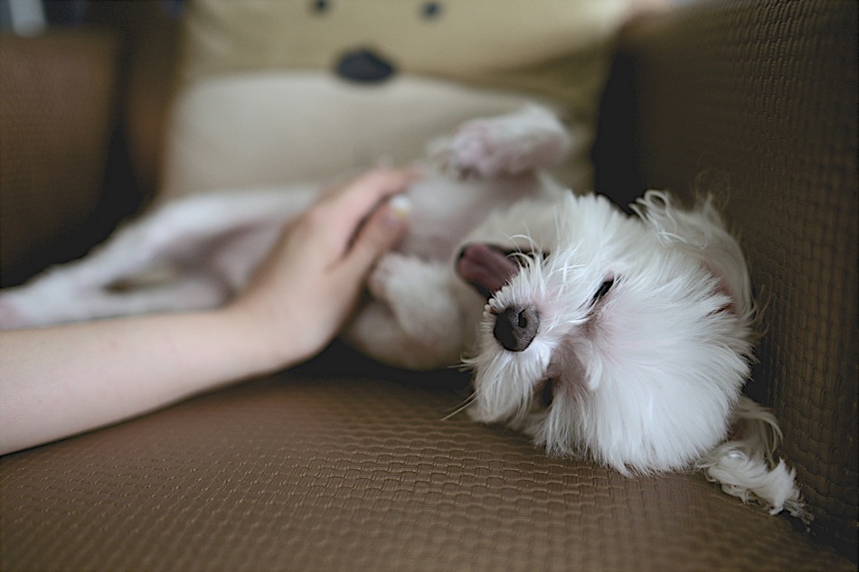 Today, we're answering the question: "My dog rolls over on his belly and bites me when I rub his belly. Why does she do this?" Find out all about this strange dog behavior!