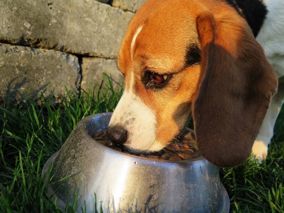 My Dog Is Afraid Of Her Food Bowl My Dog Is Afraid Of Her Food Bowl