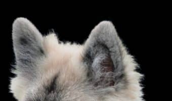 When it comes to dog ear cleaning, there’s a right way and a wrong way! Are you doing it correctly? Find out in our ultimate guide to dog ear hygiene!