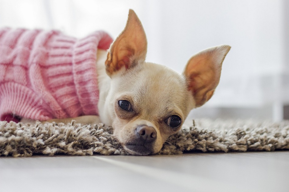 When it comes to dog ear cleaning, there’s a right way and a wrong way! Are you doing it correctly? Find out in our ultimate guide to dog ear hygiene!