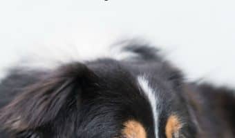 How is my dog's health affected when he is infested with fleas? Learn about flea infestation health risks and what you can do to prevent them!