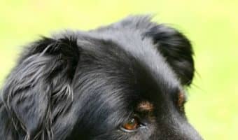 Is grooming safe for senior dogs with health conditions? While it doesn't really sound like something that could be dangerous, there are some things you need to keep in mind when taking your older pooch to the groomer.