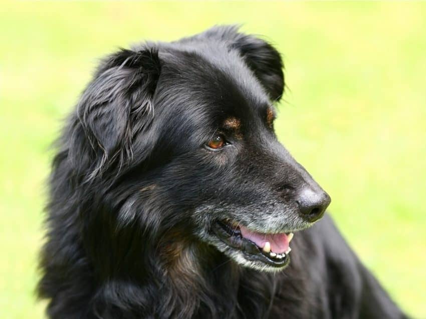 Is grooming safe for senior dogs with health conditions? While it doesn't really sound like something that could be dangerous, there are some things you need to keep in mind when taking your older pooch to the groomer.