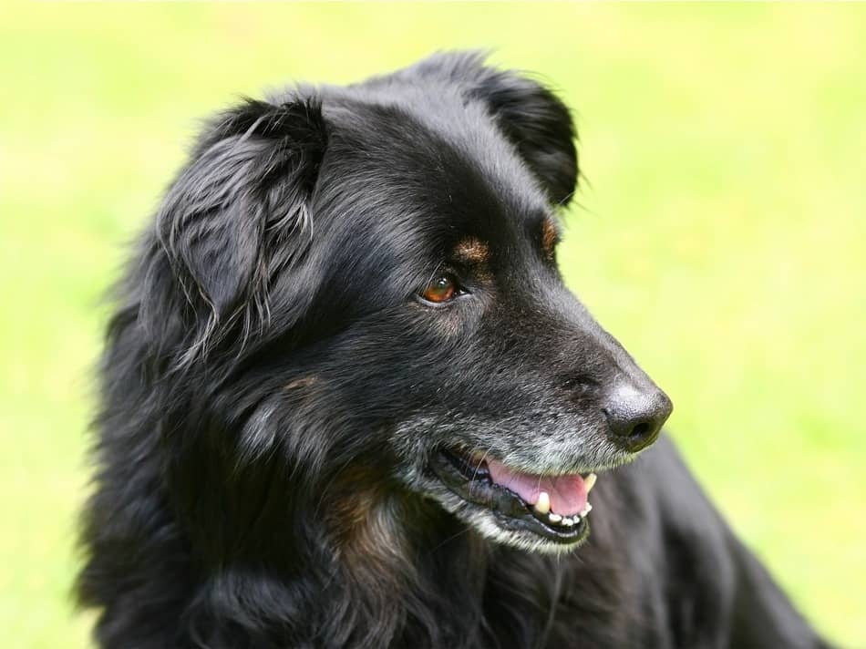 Signs Your Dog is Dying from Kidney Failure (And how you can prevent it)