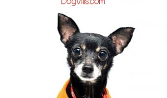 Wondering how to exercise a senior dog? Check out our ultimate guide with tips to help keep your older pooch active and healthy well into his elderly years!