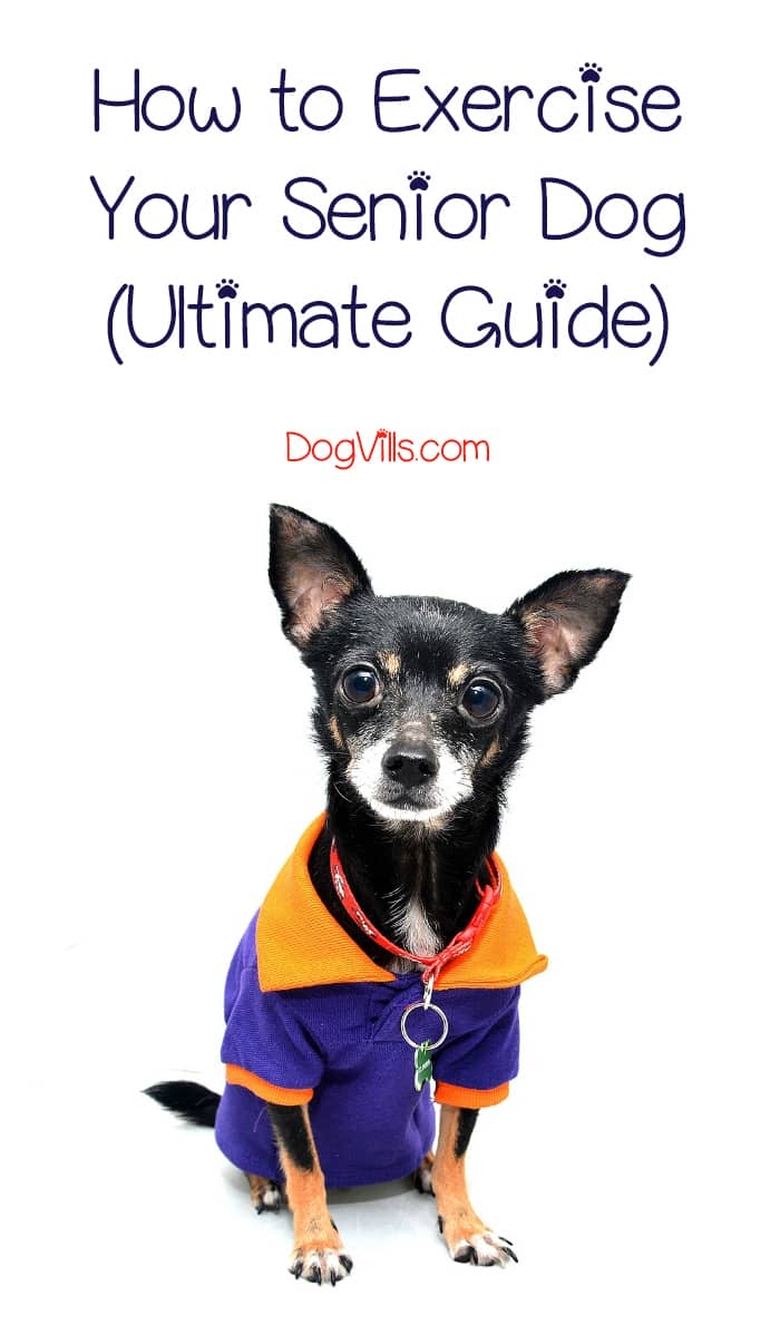 how to exercise a puppy how to exercise a senior ultimate guide dogvills how to exercise a puppy how to exercise a senior ultimate guide dogvills