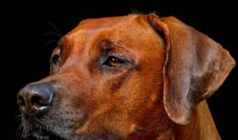Lyme Disease in dogs is a painful, sometimes deadly, problem, but it can be treated. Read on to find out the clinical signs of Lyme disease in dogs, along with treatment and prevention.