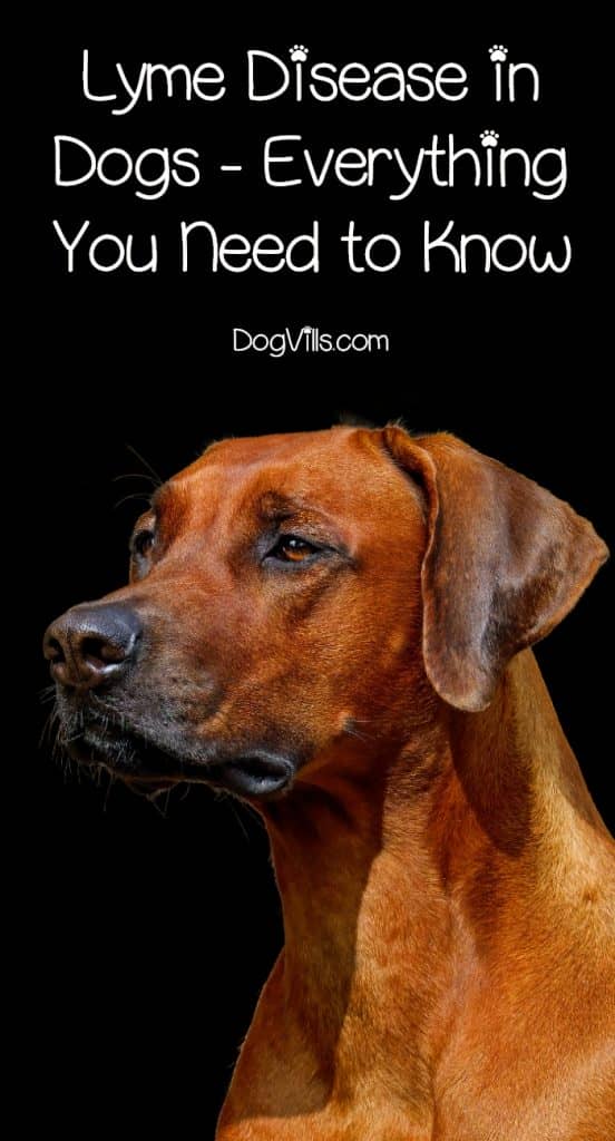 how to treat gum disease in dogs at home