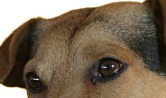 How can you tell if a dog is mentally challenged? Well, that's not really a "thing" in dogs, but some pups can have neurological disorders that make learning harder for them. Find out more about the most common neurological disorders in dogs.