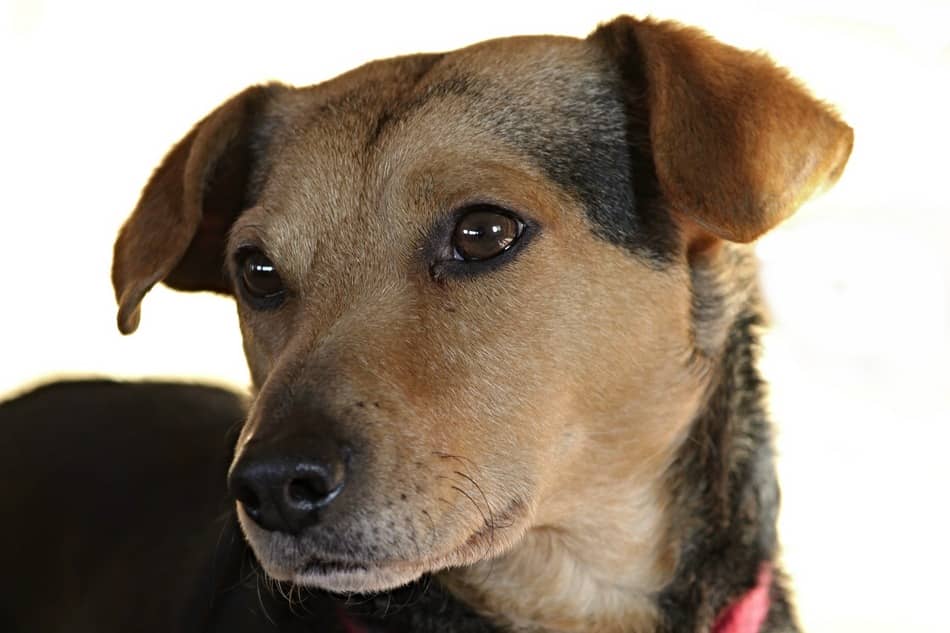 How Can You Tell if a Dog is Mentally Challenged?