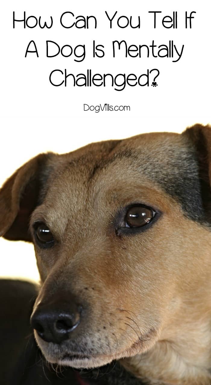 Symptoms of a Mentally Challenged Dog