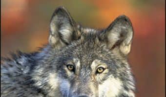 Good family pets or wolves in dog's clothing: you be the judge with these 10 dog breeds that look like a wolf! I bet there's a few unique breeds you haven't heard of on this list!