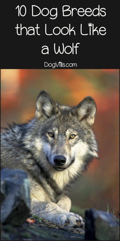 10 Dog Breeds That Look Like a Wolf - DogVills