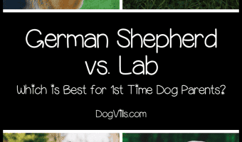 Which dog is the best for first-time owners, a German Shepherd or Labrador? If you've narrowed your choices down to these two popular dogs, read on to find out which we'd choose for first-timers!