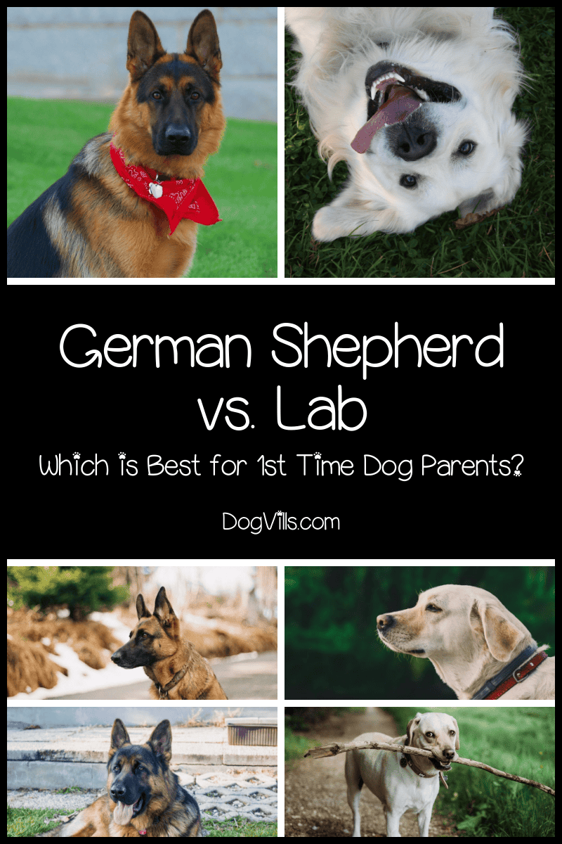 German Shepherd Vs Labrador Which is Better for FirstTime Owners