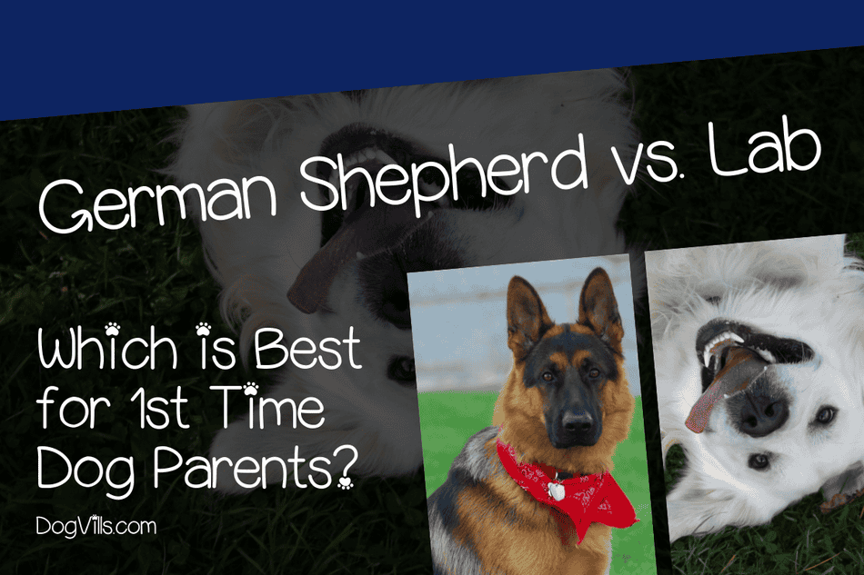 German Shepherd Vs Labrador Which is Better for FirstTime Owners