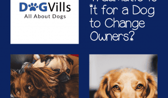 How traumatic is it for a dog to change owners when rehoming is the only feasible option? Find out if it’s equally as hard on them if it is on us, and how to make their transition smoother.