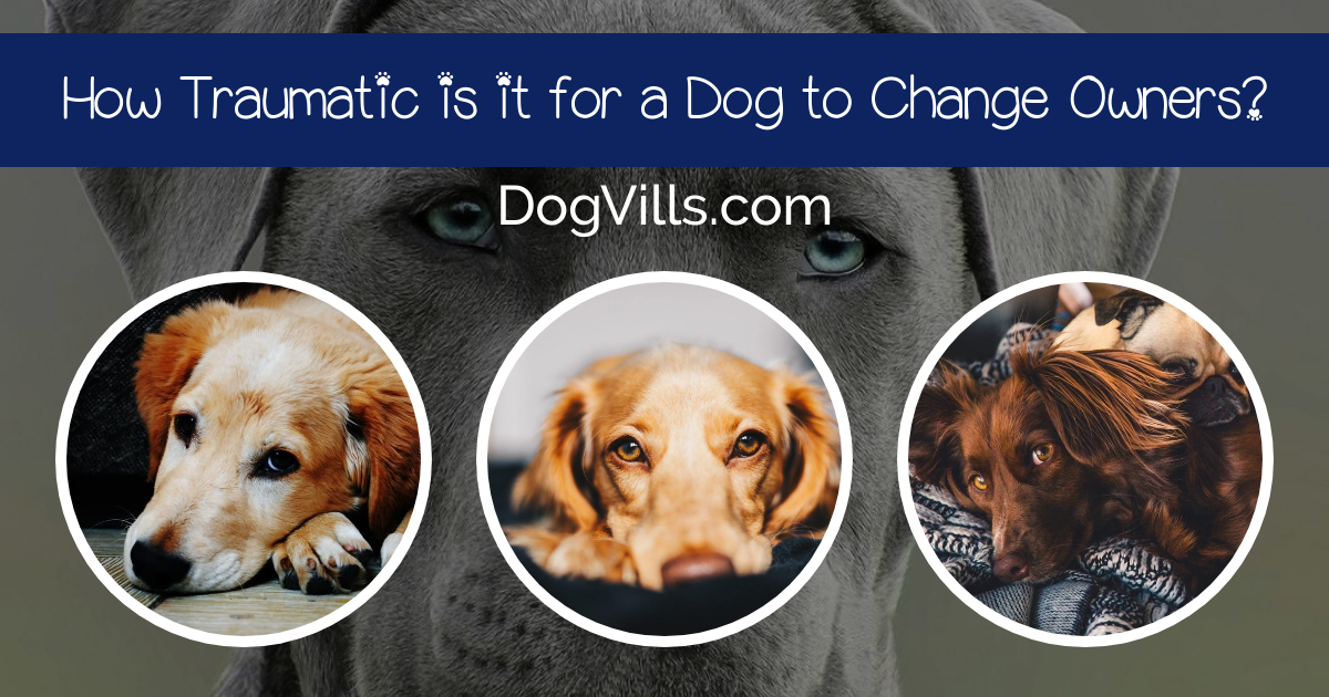 How Traumatic is it for a Dog to Change Owners? (Guide to Rehoming)