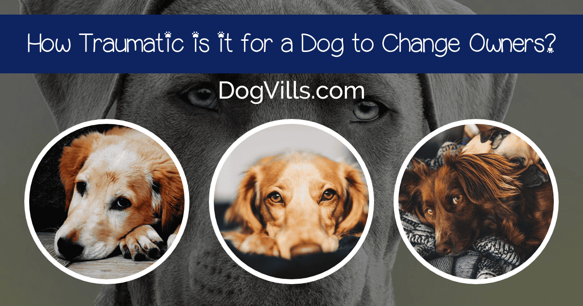 How Traumatic is it for a Dog to Change Owners? (Guide to Rehoming)