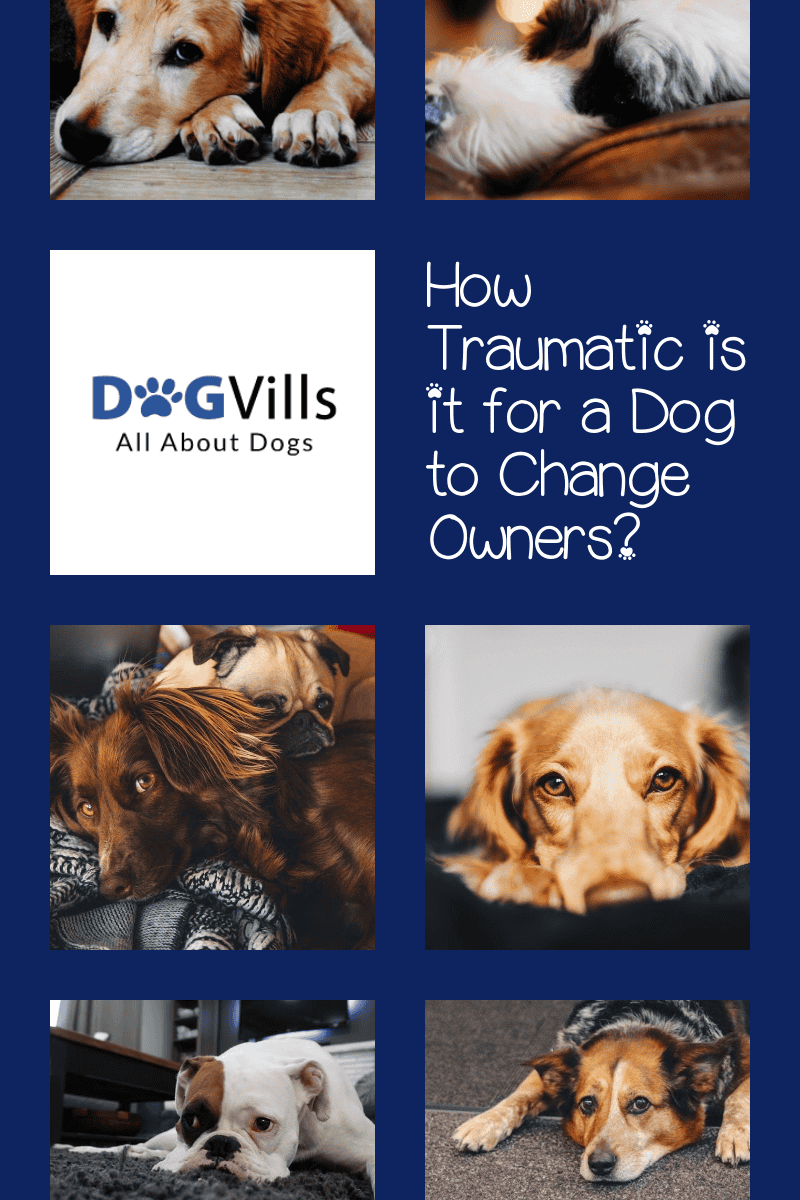 Guide Dog Rehoming >> How Traumatic Is It For A Dog To Change Owners Guide To Guide Dog Rehoming >> How Traumatic Is It For A Dog To Change Owners Guide To