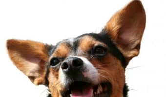 Dog adoption is one of the best things a person can do if they're looking for a new family friend. However, it's important to understand the common misconceptions about dog adoption before heading to the shelter.