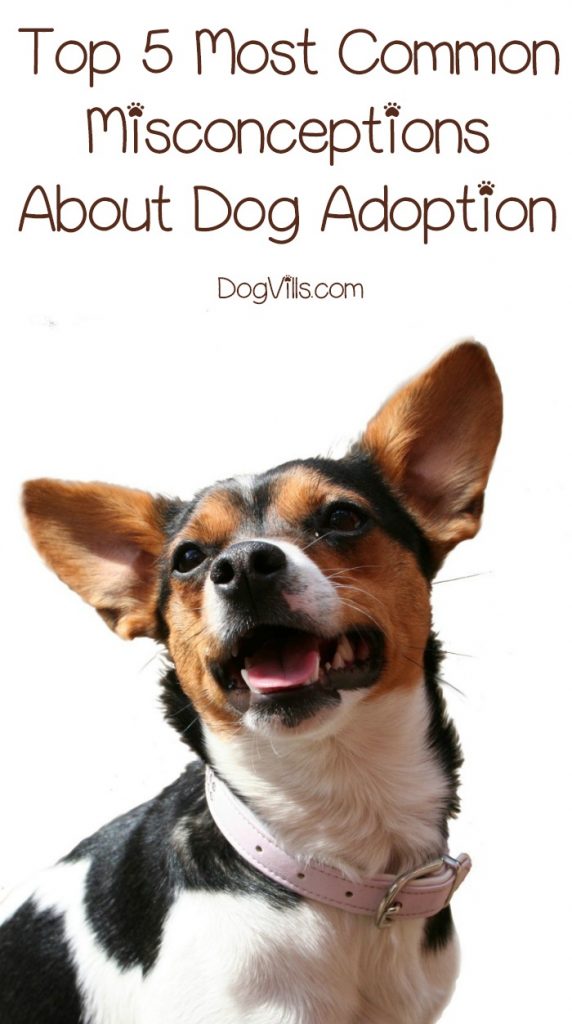 Top 5 Most Common Misconceptions About Dog Adoption - DogVills