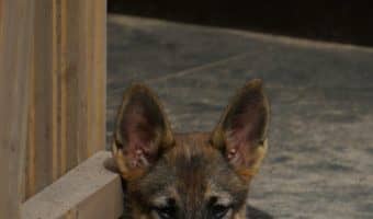 What do dogs think when you board them? Leaving your dog behind is hard enough without thinking about this question. Find out the answer!