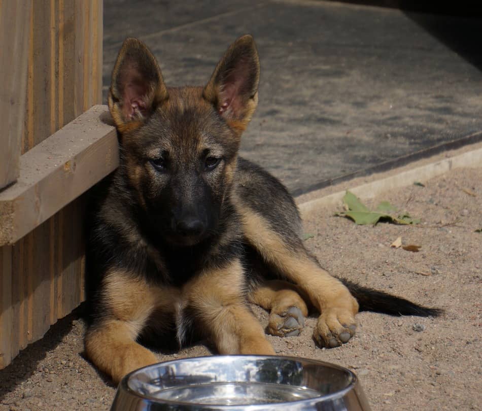 What Do Dogs Think When You Board Them? DogVills