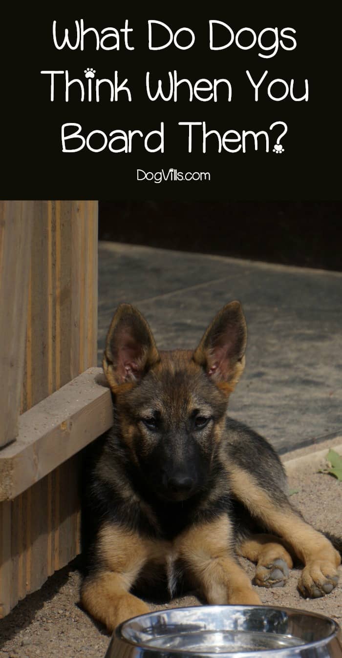 What Do Dogs Think When You Board Them? - DogVills