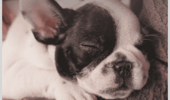 Why do dogs love belly rubs? I know it's a strange question, but I just had to have the answer! Check out what I learned!