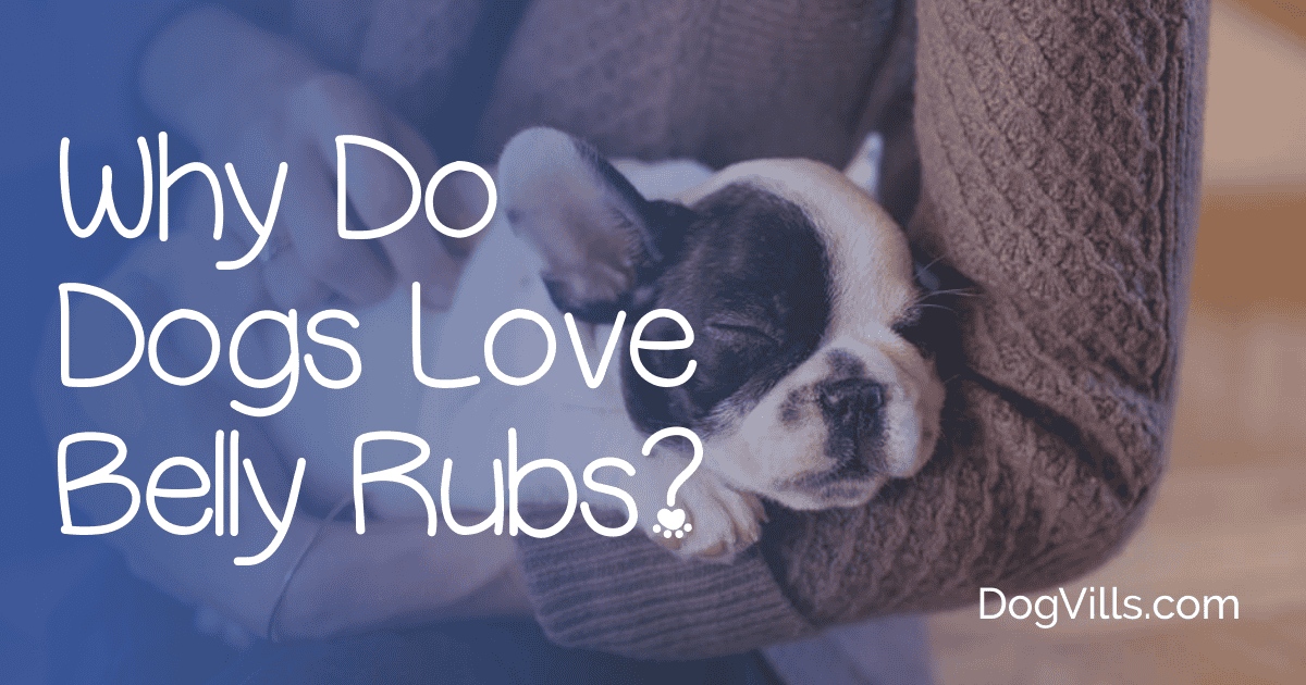 Why Do Dogs Love Belly Rubs So Much? DogVills