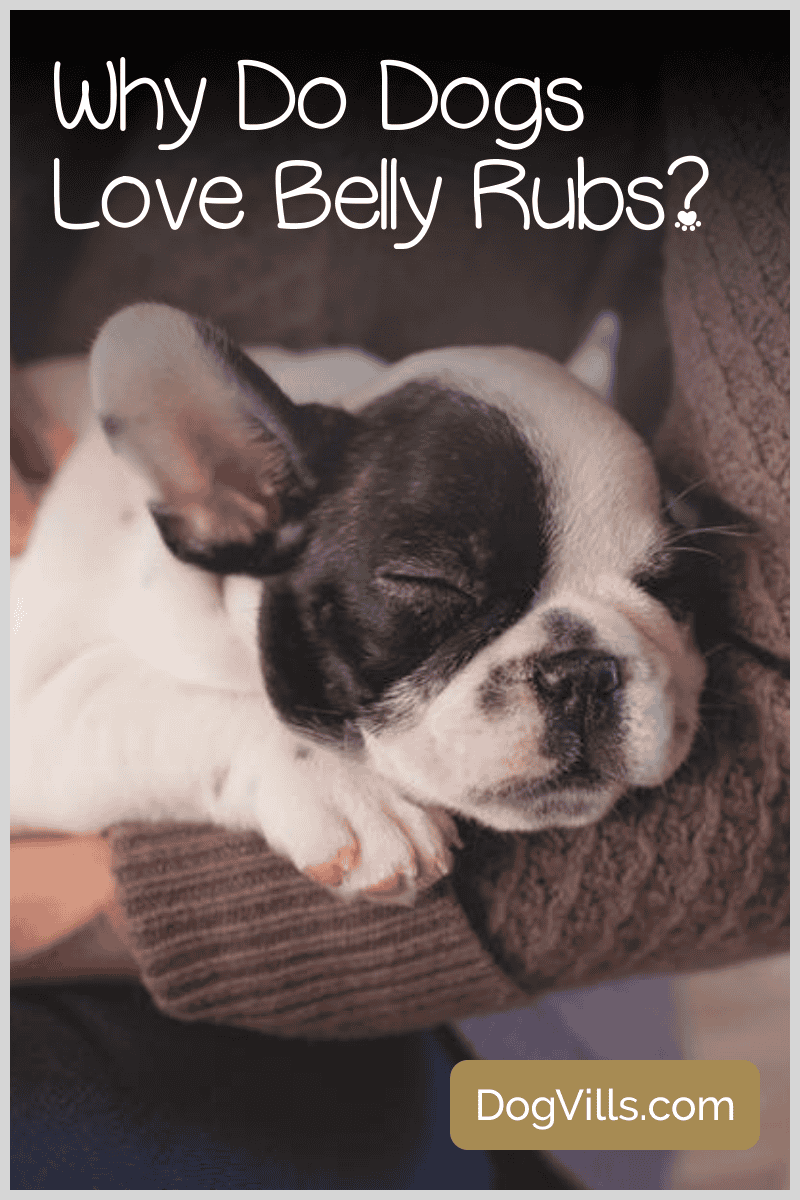 Why Do Dogs Love Belly Rubs So Much? DogVills