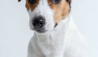 are jack russell terrier hypoallergenic dogs?