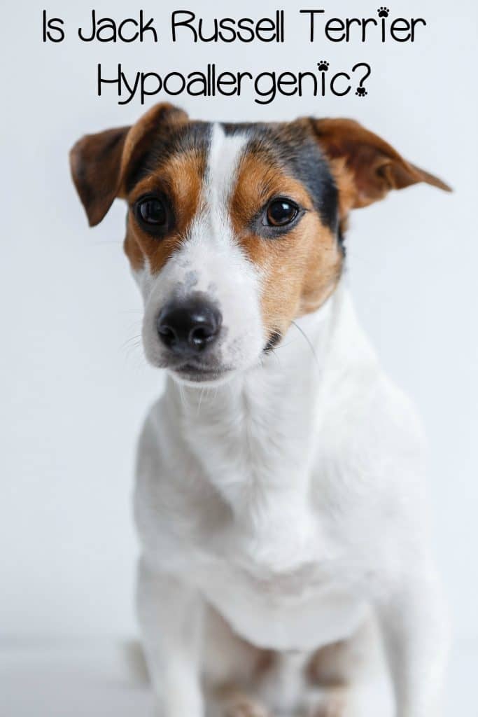 Are Jack Russell Hypoallergenic Dogs Complete Guide