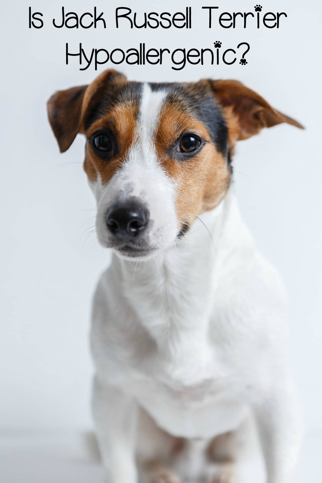 Are Jack Russell hypoallergenic dogs 