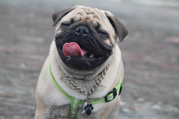 Are pugs hypoallergenic? Find out the answer to this question and learn everything you need to know about one of the world's most popular dog breeds!