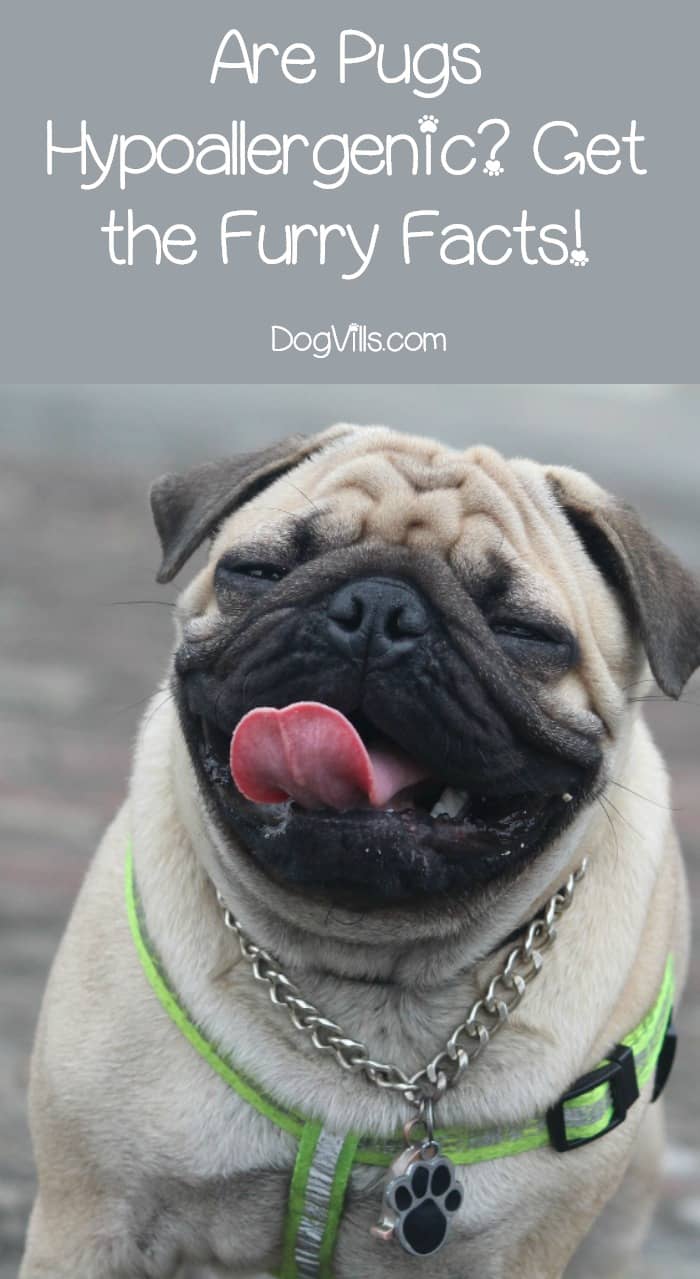 are pugs hypoallergenic dogs are pugs hypoallergenic get the facts dogvills are pugs hypoallergenic dogs are pugs hypoallergenic get the facts dogvills